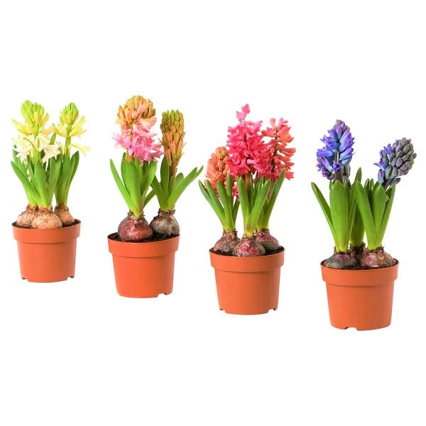 Hyacinth Bulb Fragrance