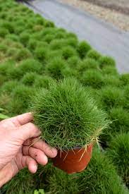 Zoysia Japonica or Korean Lawn Grass