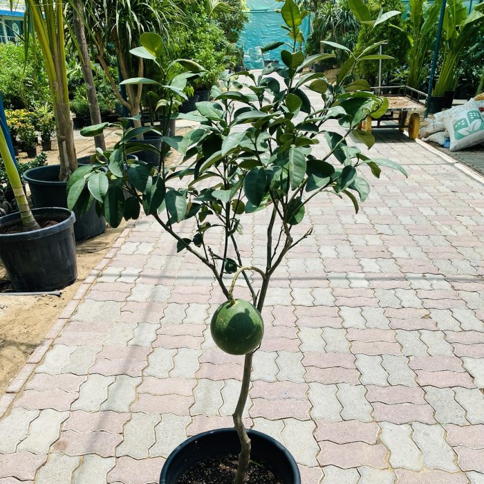 grapefruit plant in pot Grapefruit Tree |1.2-1.5m شجرة الجريب فروت