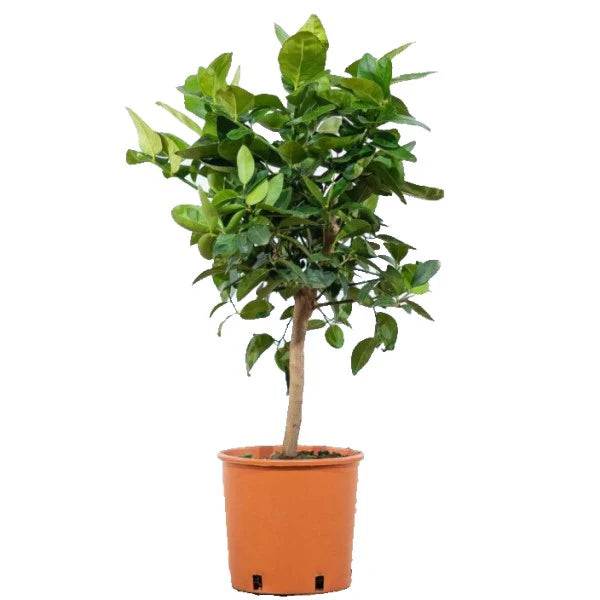 Citrus Aurantifolia Tree “Citrus Omani”
