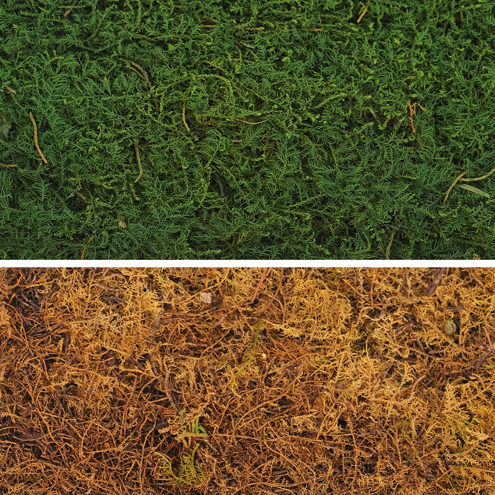 Preserved Moss Sheet