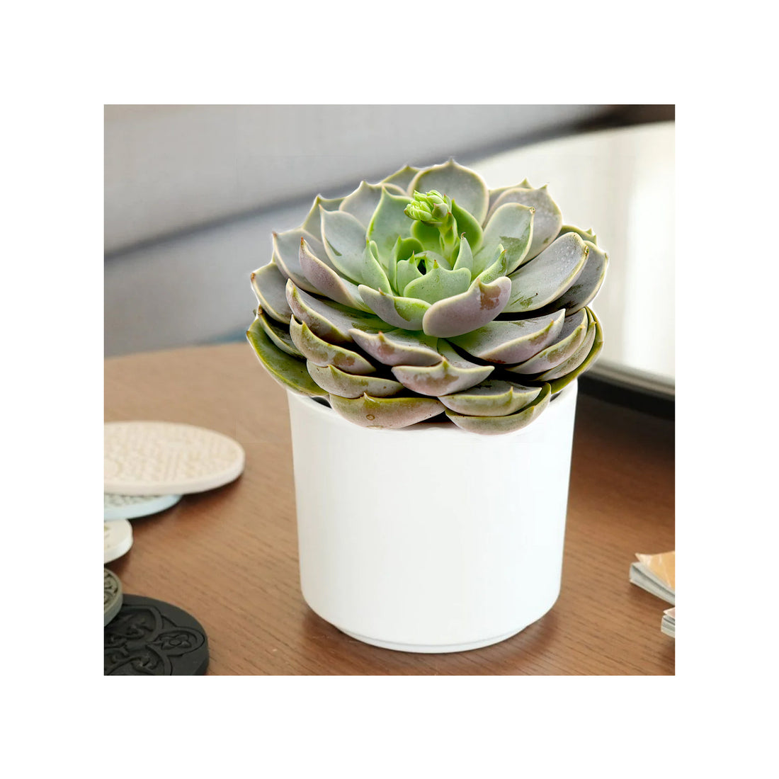 Echeveria succulent