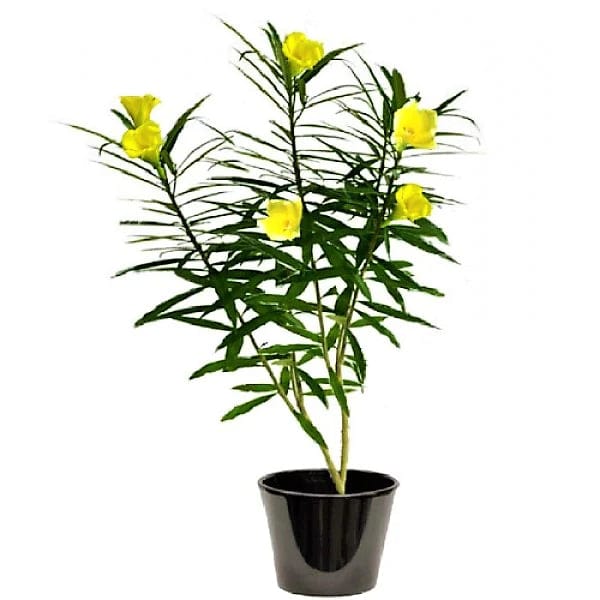 Thevetia Peruviana Plant – Elegant Yellow Flowering Outdoor Ornamental