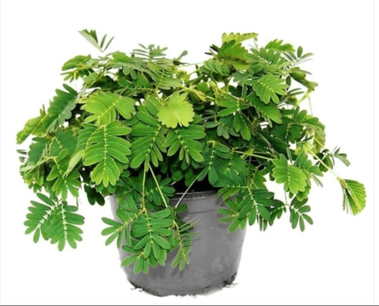 Touch me not plant