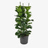 Ficus lyrata or Fiddle Leaf Fig