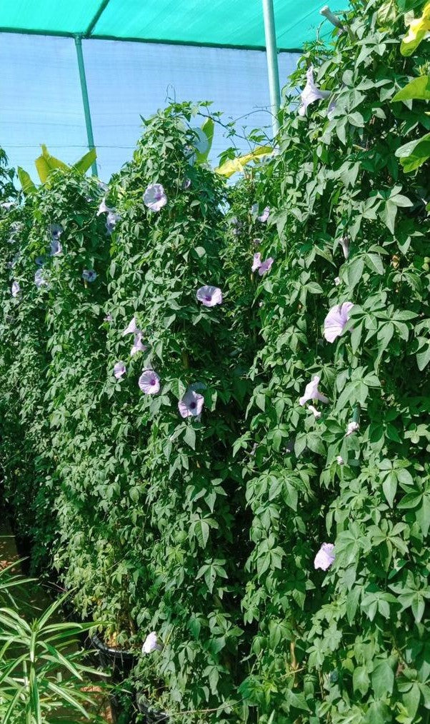 Ipoemia Creeper