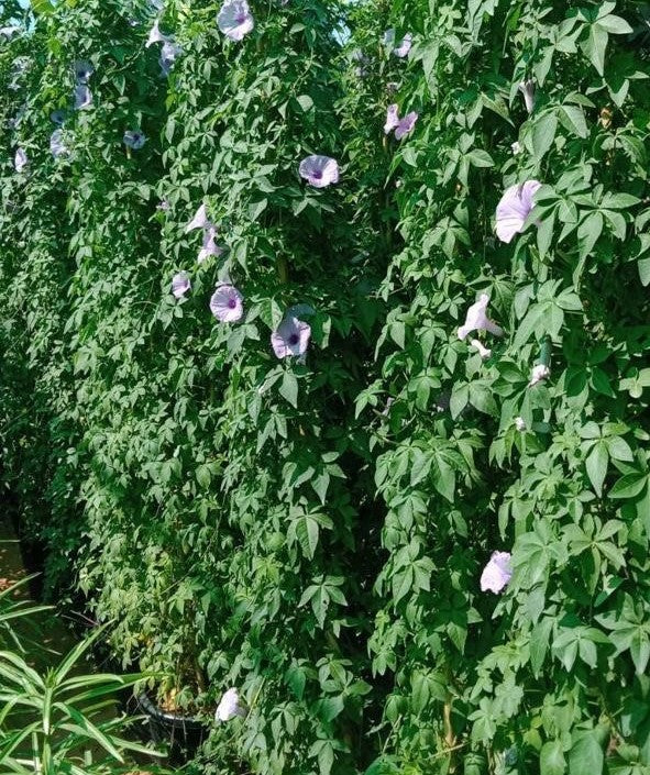 Ipoemia Creeper