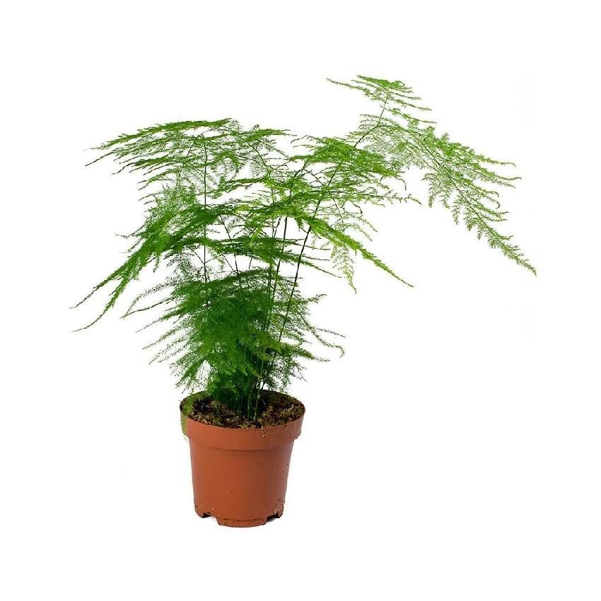 Asparagus Setaceus