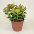 Dollar Plant
