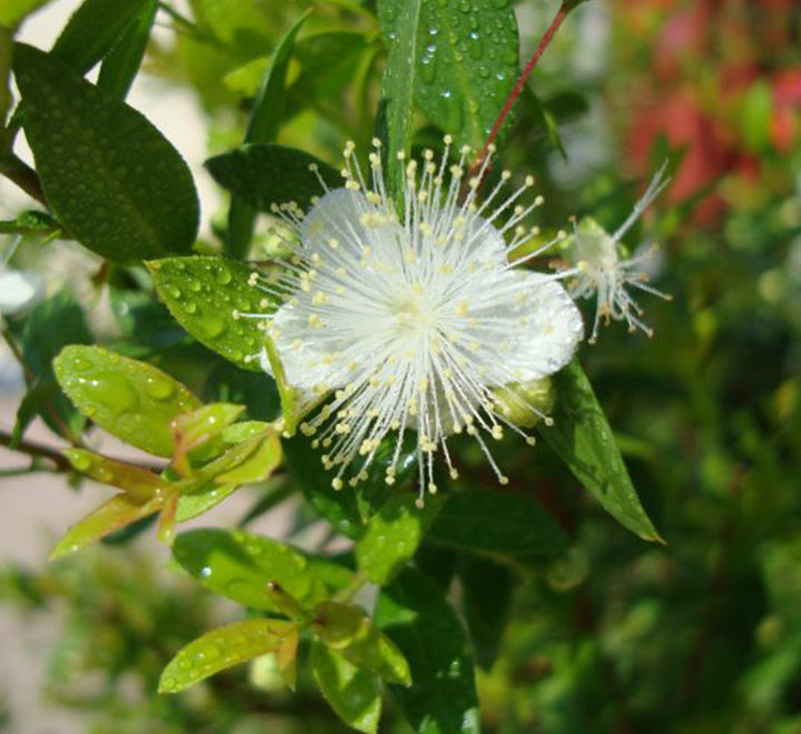 Myrtus communis “Myrtle” 40 – 60cm