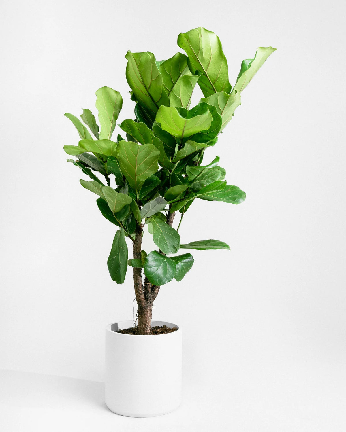 Fiddleback Tree Fiddle Leaf Mini | Stylish Compact Greenery for Modern Interiors