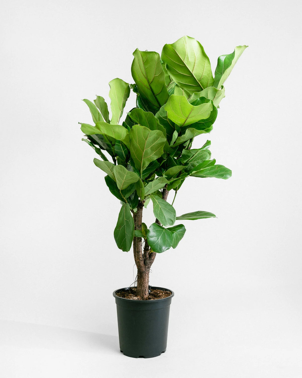Fiddleback Tree Fiddle Leaf Mini | Stylish Compact Greenery for Modern Interiors