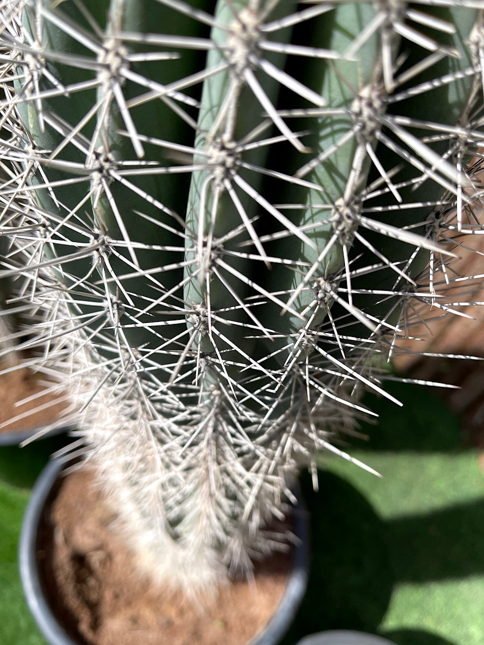 Saguaro cactus