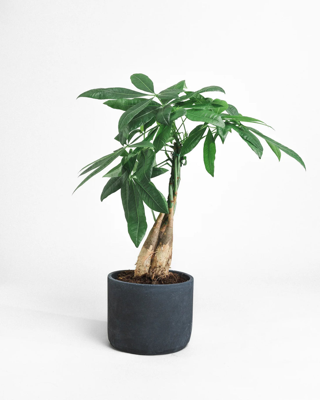 Money Tree