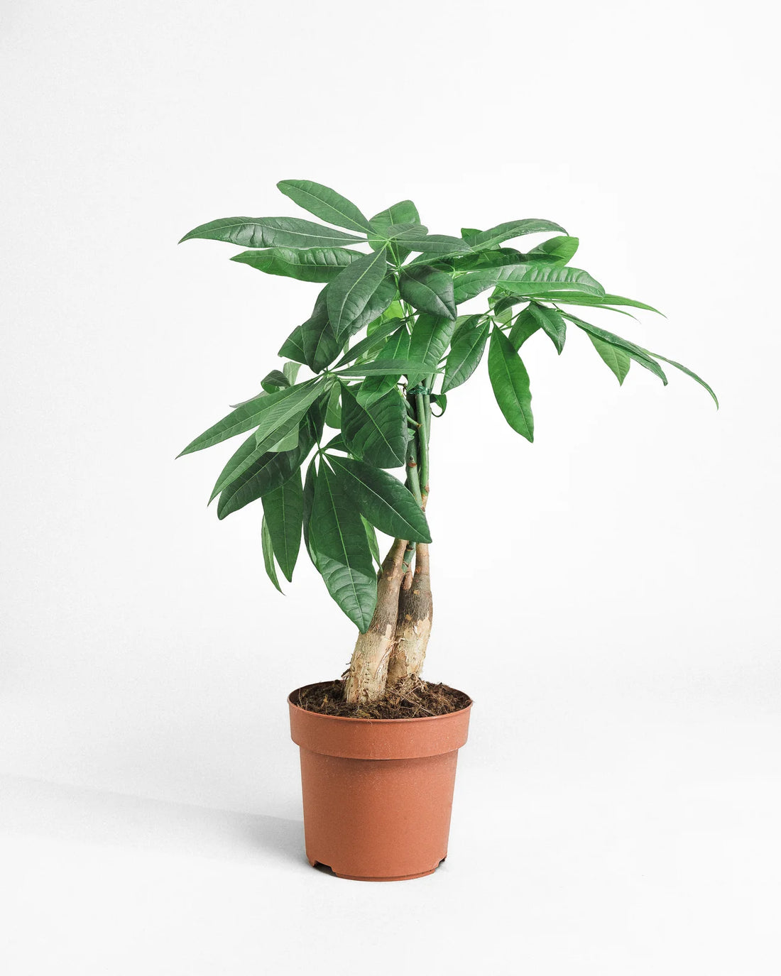 Money Tree