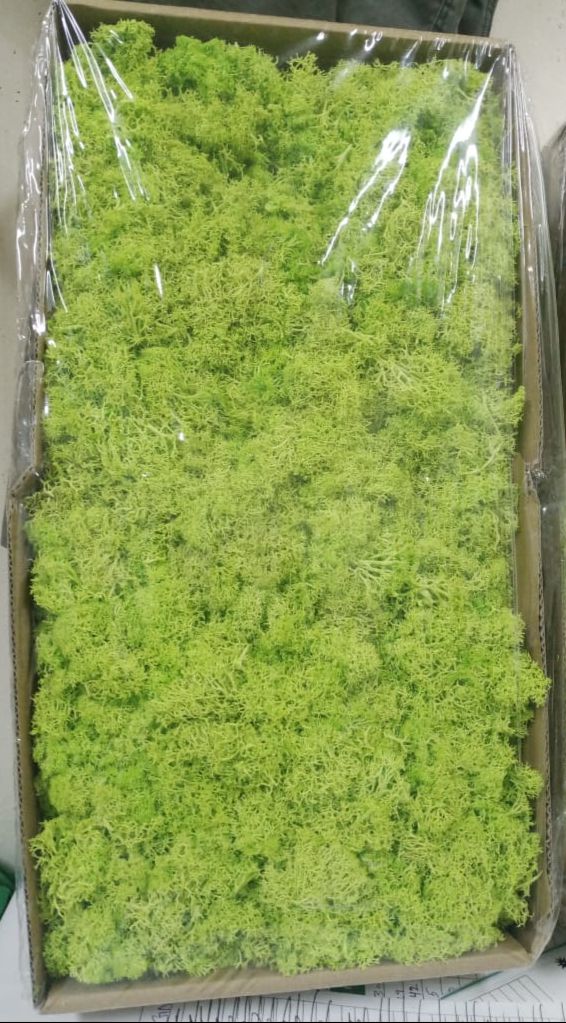 Reindeer Moss – Preserved