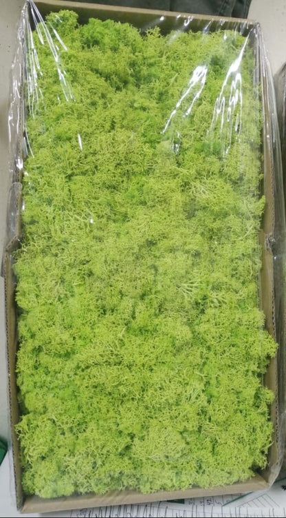 Reindeer Moss – Preserved
