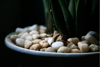 Aspiradas | Aspidistras Indoor Plant | Cast Iron Plant