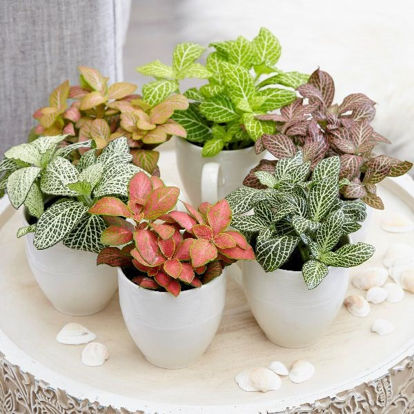 Fittonia, Nerve or Mosaic Plant