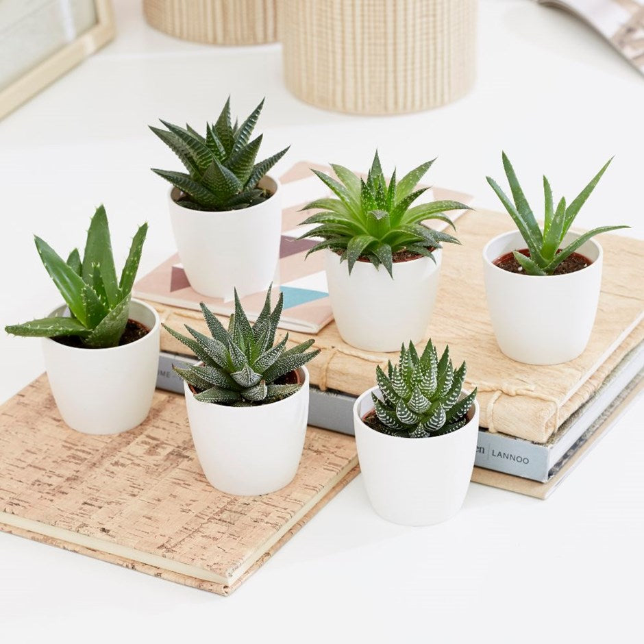 Mini succulents Haworthia 4-6cm per piece