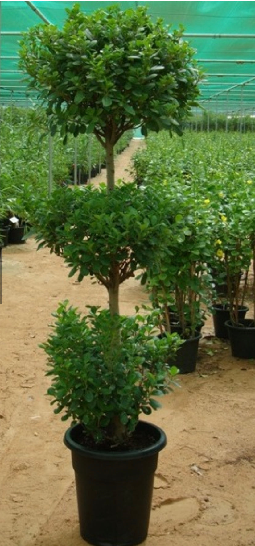 Outdoor plants Dubai weather