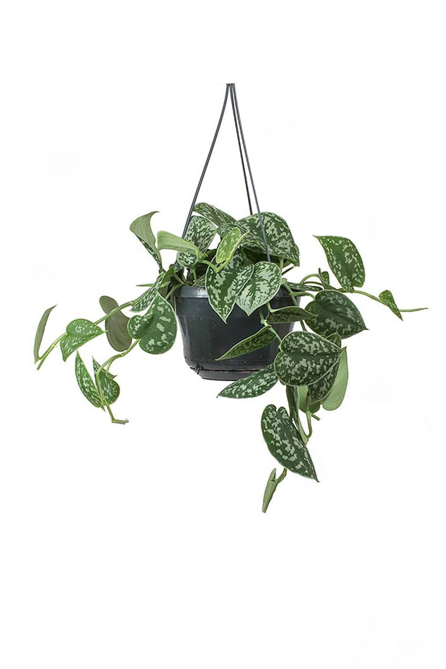 Scandence Hanging