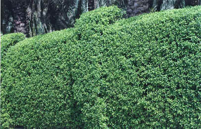 Gardening service