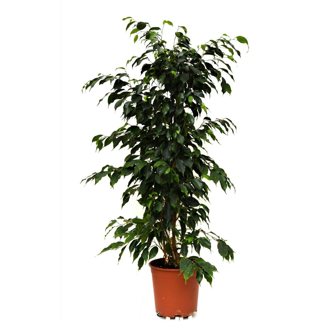 Ficus star light and ficus benjamina green(Heights 1.20)