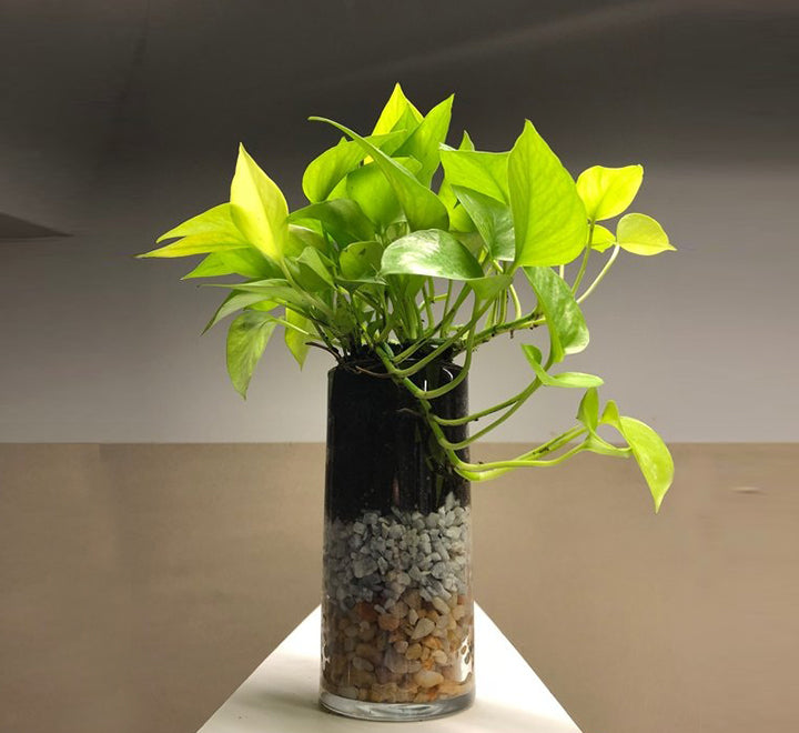 Money plant 