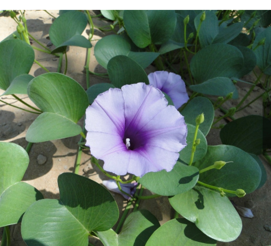 Garden maintenance services Dubai