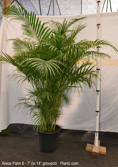areca palm force taller Areca Palm 1.7 to 1.8 meters with ceramic pot