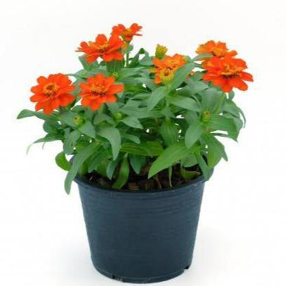 Zinnia Flowers, Zinnia