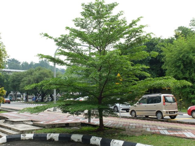 Busida trees