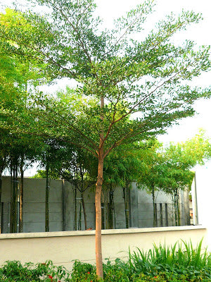 Busida trees