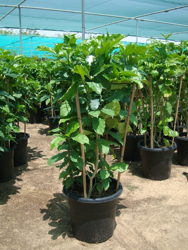 Tabernaemontana divaricata, crape jasmine