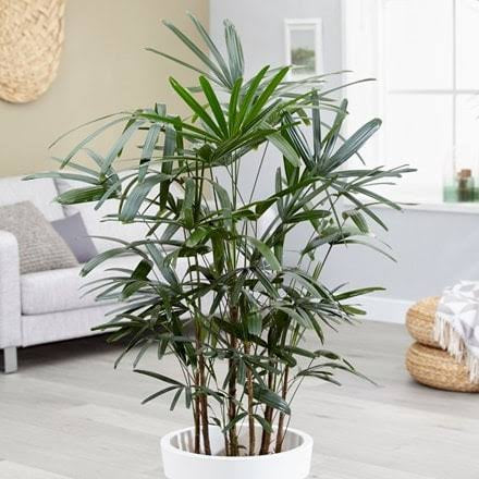 Rhapis excelsa