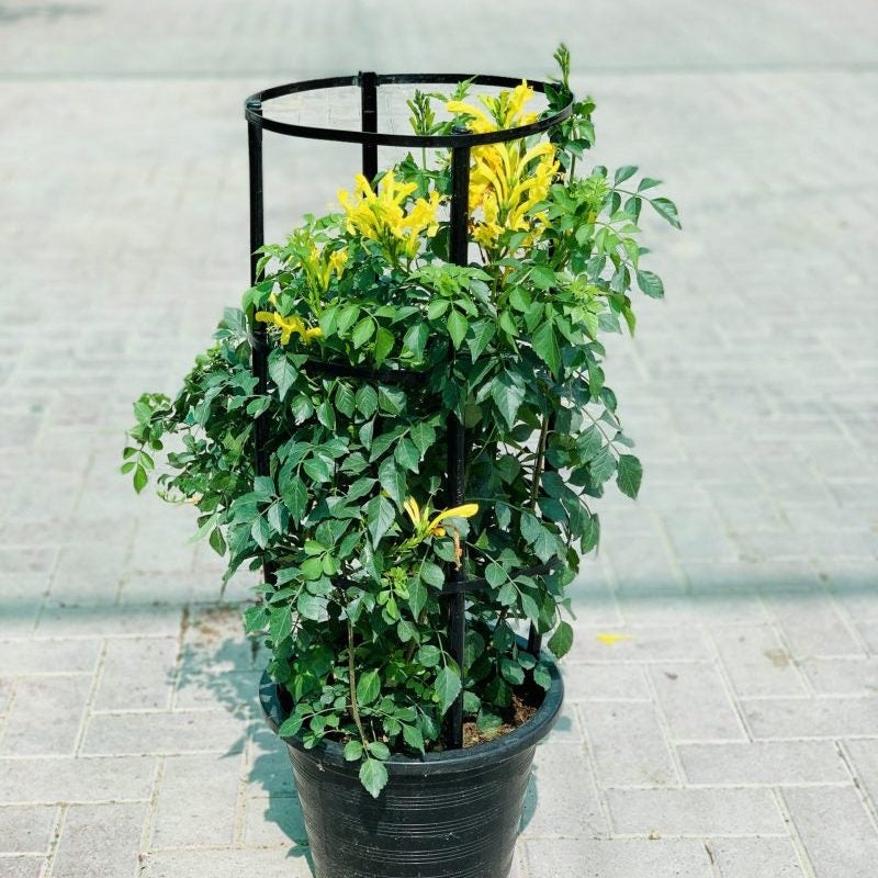 Quisqualis indica Or Rangoon Creeper 80 – 100cm