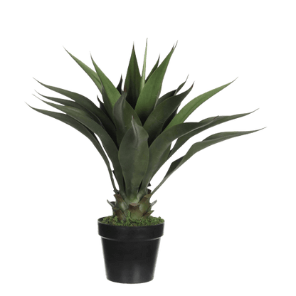 Agave Attenuata or spineless century plant