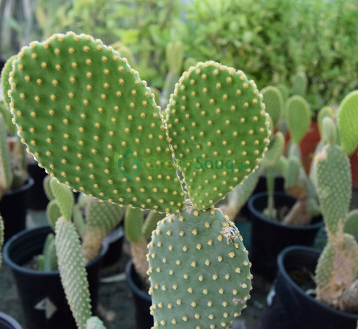 bunny ear cactus vs prickly pear Bunny Ear Cactus- Opuntia Microdasys