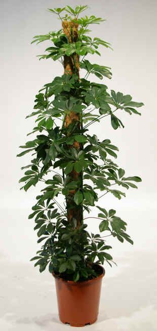 Schefflera